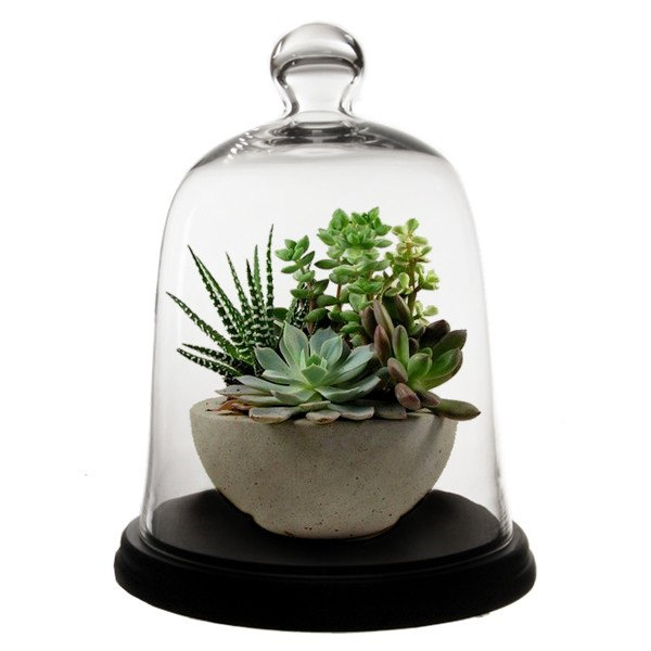 Charlton Home Rubi Dome Bell Jar Glass Terrarium Wayfair
