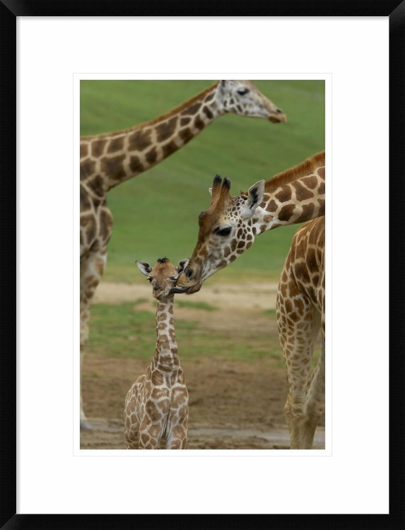 Global Gallery Rothschild Giraffe Mother Kissing Calf, Native To Africa ...