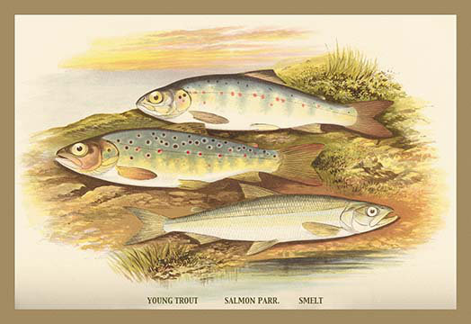 Buyenlarge Young Trout Salmon Parr And Smelt By A F Lydon
