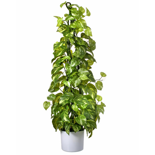 Charlton Home® Natural Touch Climbing Philodendron Ivy