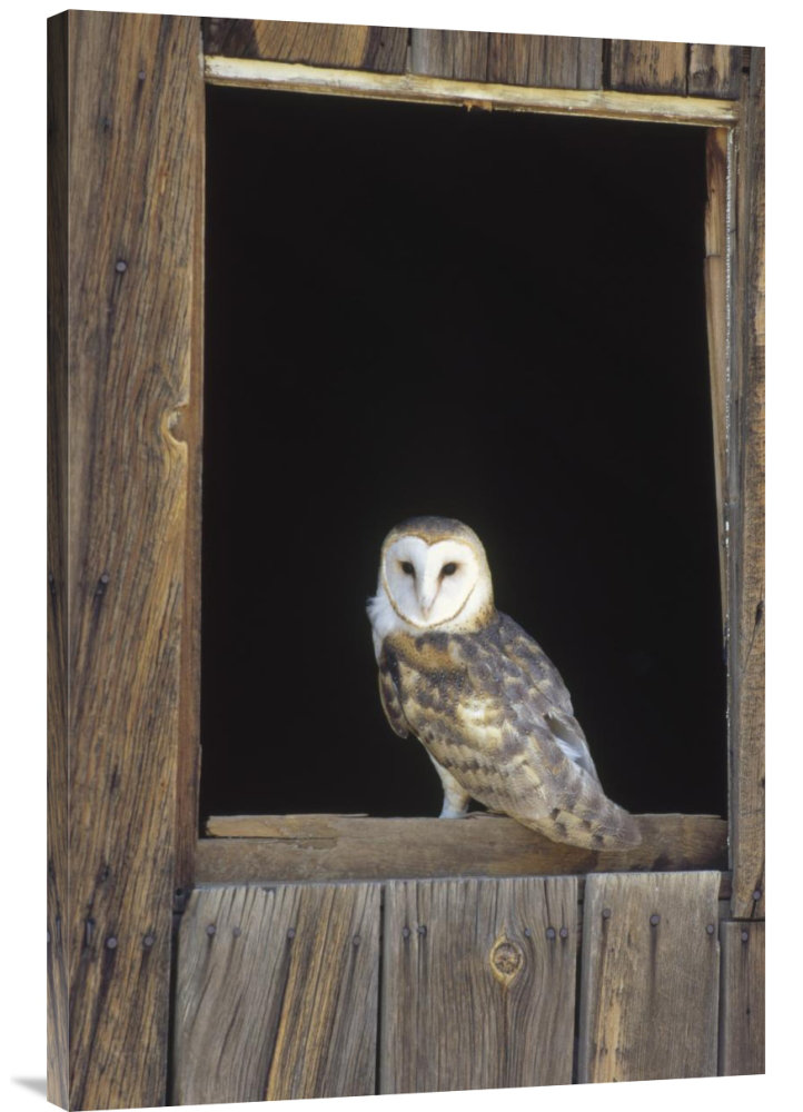 East Urban Home North America Barn Owl Perching On Barn Window
