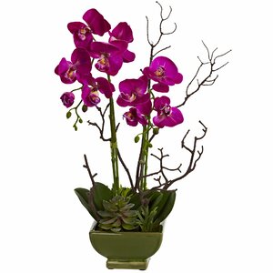 Orchid and Succulent Arrangement