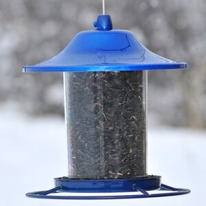 Sparkle Panorama Hopper Bird Feeder