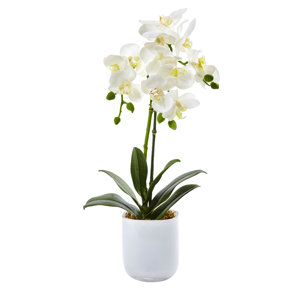 Phalaenopsis Orchid Floral Arrangements in Decorative Vase