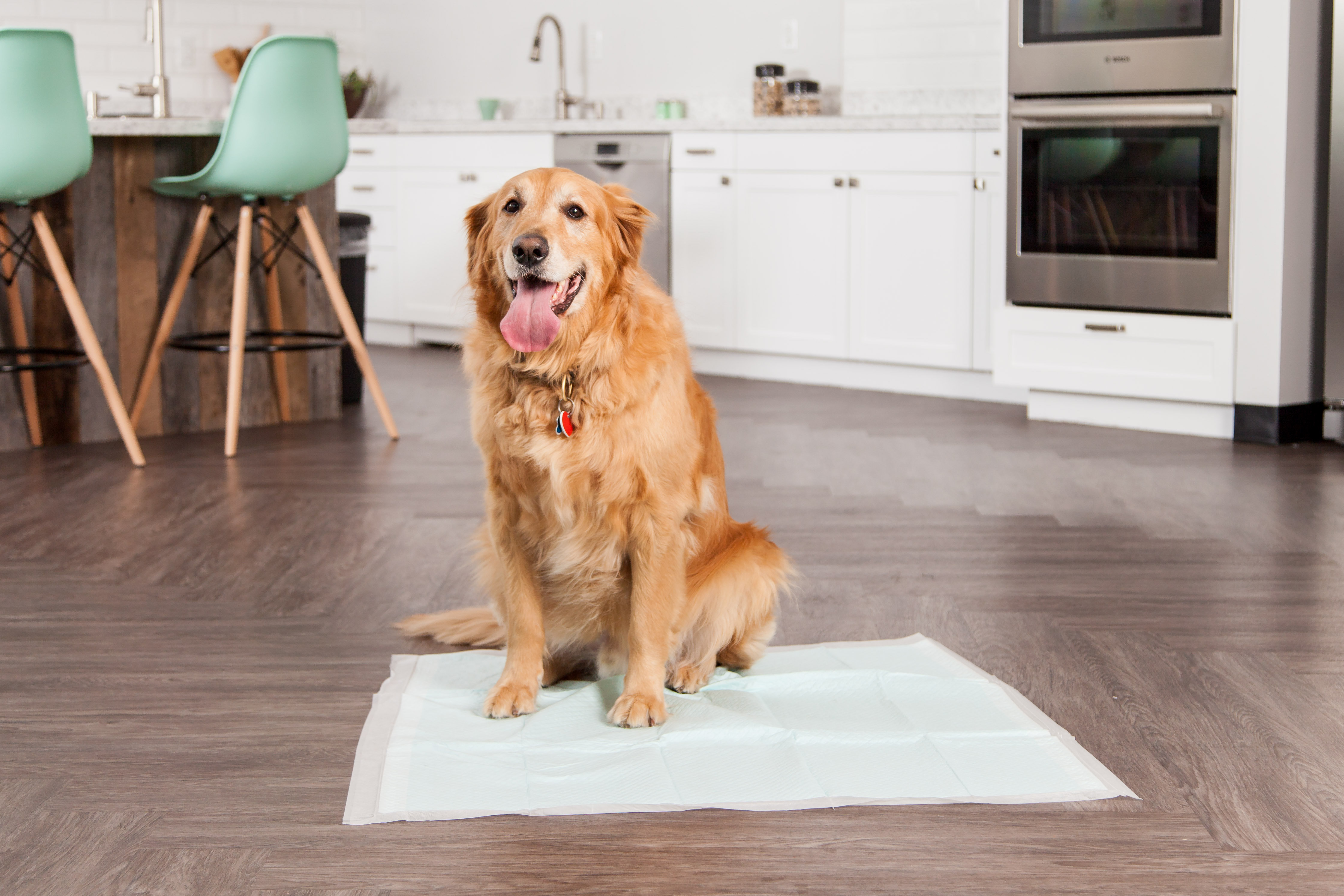 neat n dry puppy pads