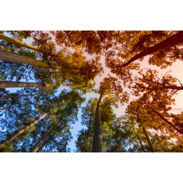 Millwood Pines Upward Angle Pine Trees by Westtexasfish - Wrapped ...