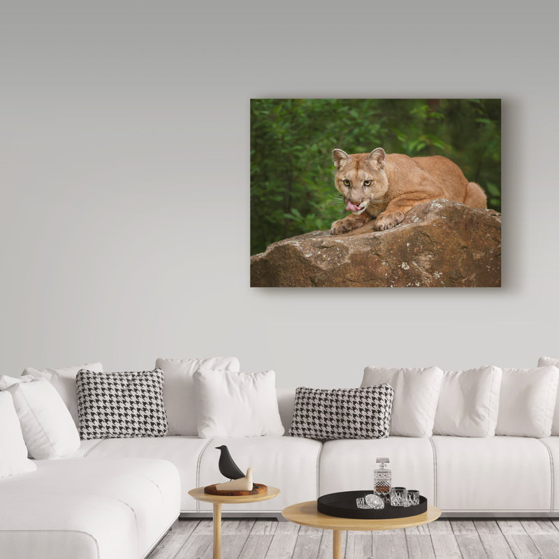 Trademark Art Mountain Lion Lunch Photographic Print On Wrapped