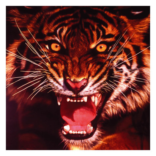 Wild Tiger 3.36m x 3.36m Peel and Stick Textured Matte Wall Mural East Urban Home