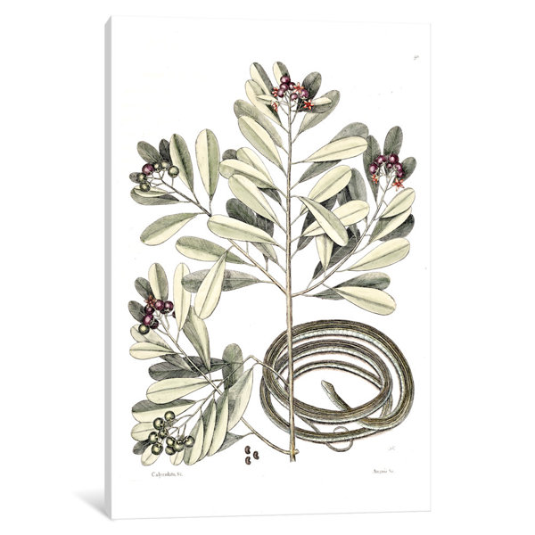 East Urban Home Catesby S Natural History Series Ribbon Snake