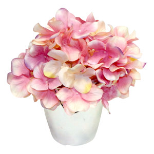Graceful Hydrangea in Vase