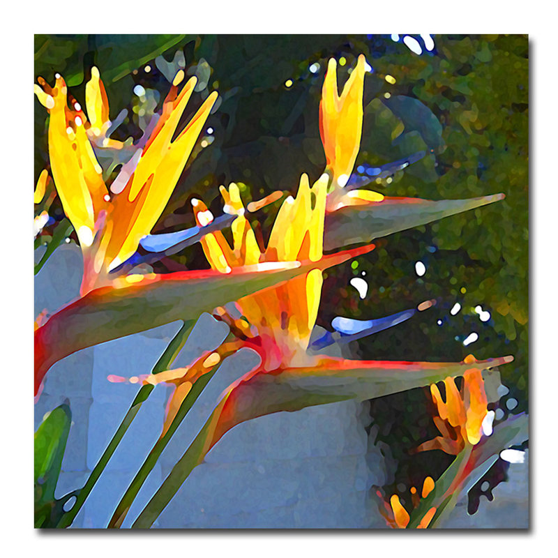 Trademark Art Bird Of Paradise Backlit By Sun By Amy Vangsgard