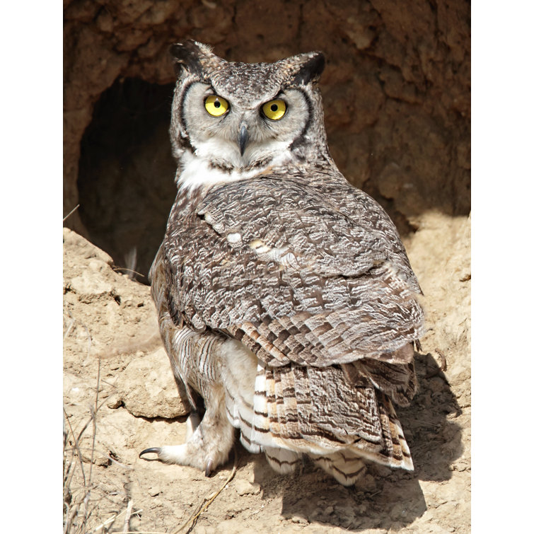 Wink Gaines Great Horned Owl Near Cave By Wink Gaines Picture Frame Photograph Print On Metal Perigold