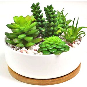Succulent Plant in Pot