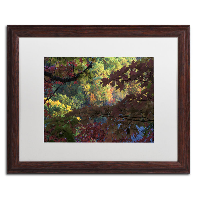 Alcott Hill Multi Colored Maples Picture Frame Photograph On Canvas Wayfair