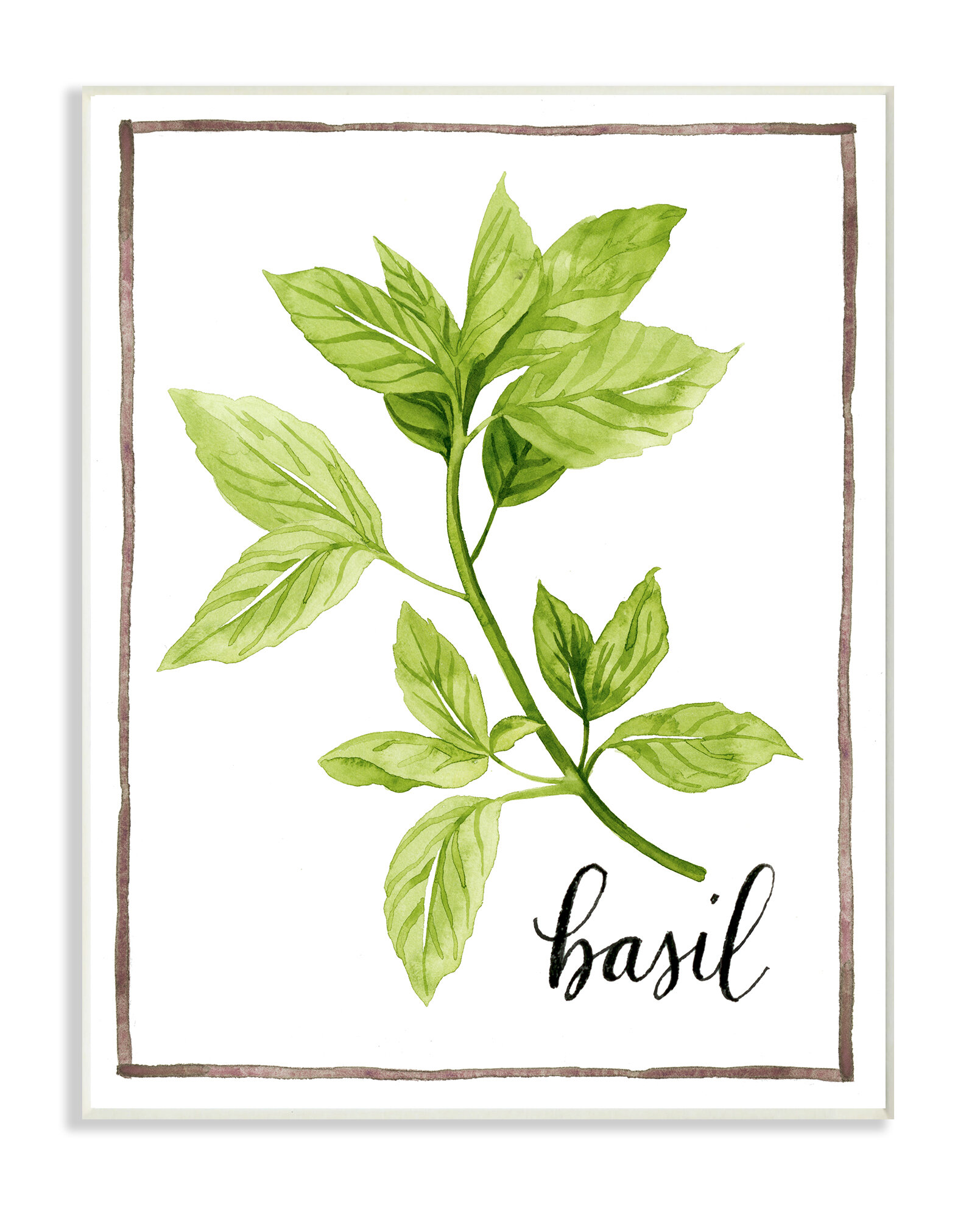 Gracie Oaks Herb Illustration Basil With Script Watercolor