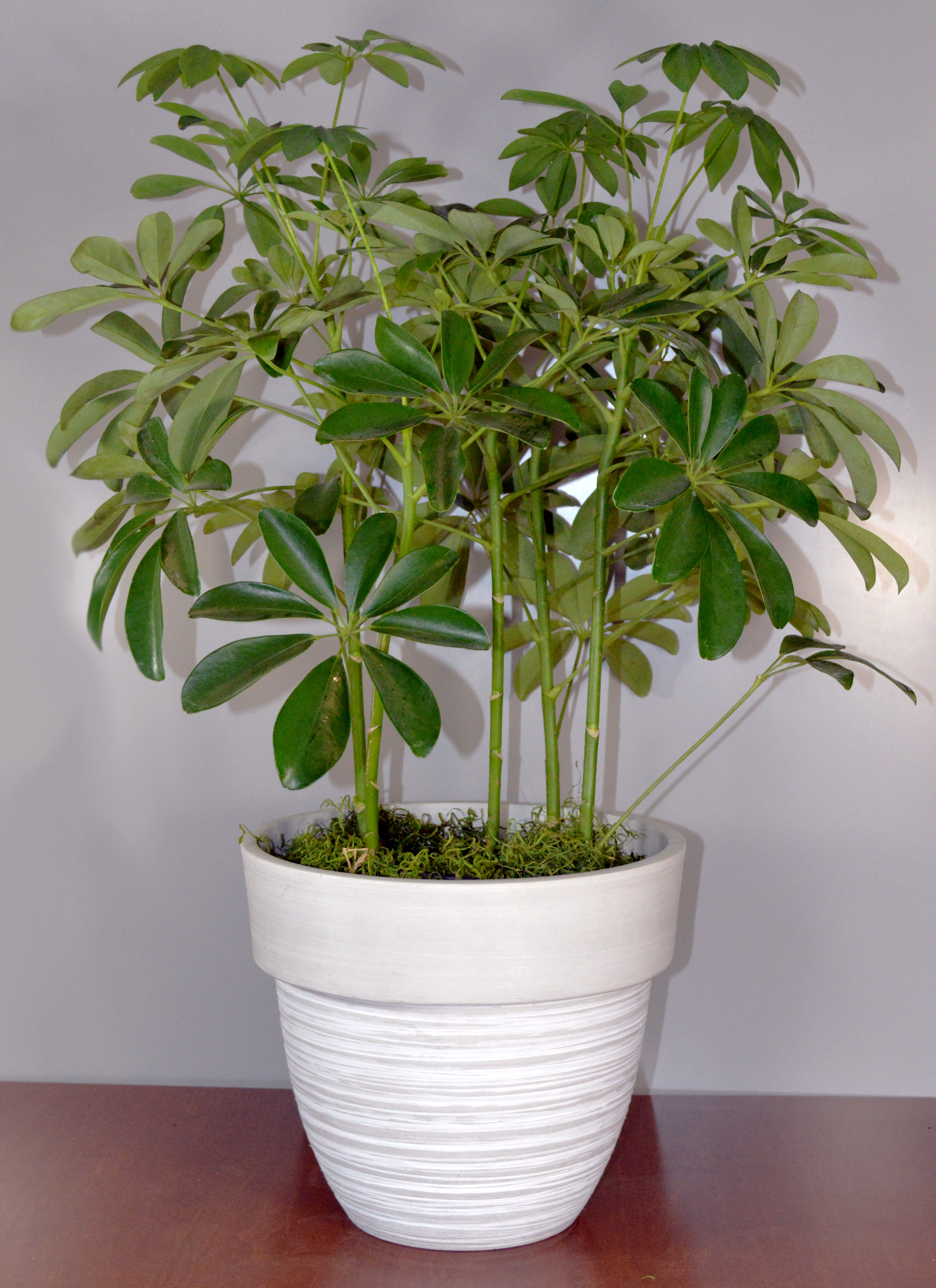 wayfair balcony planters on Ebern Designs Mccrory Pot Planter Wayfair