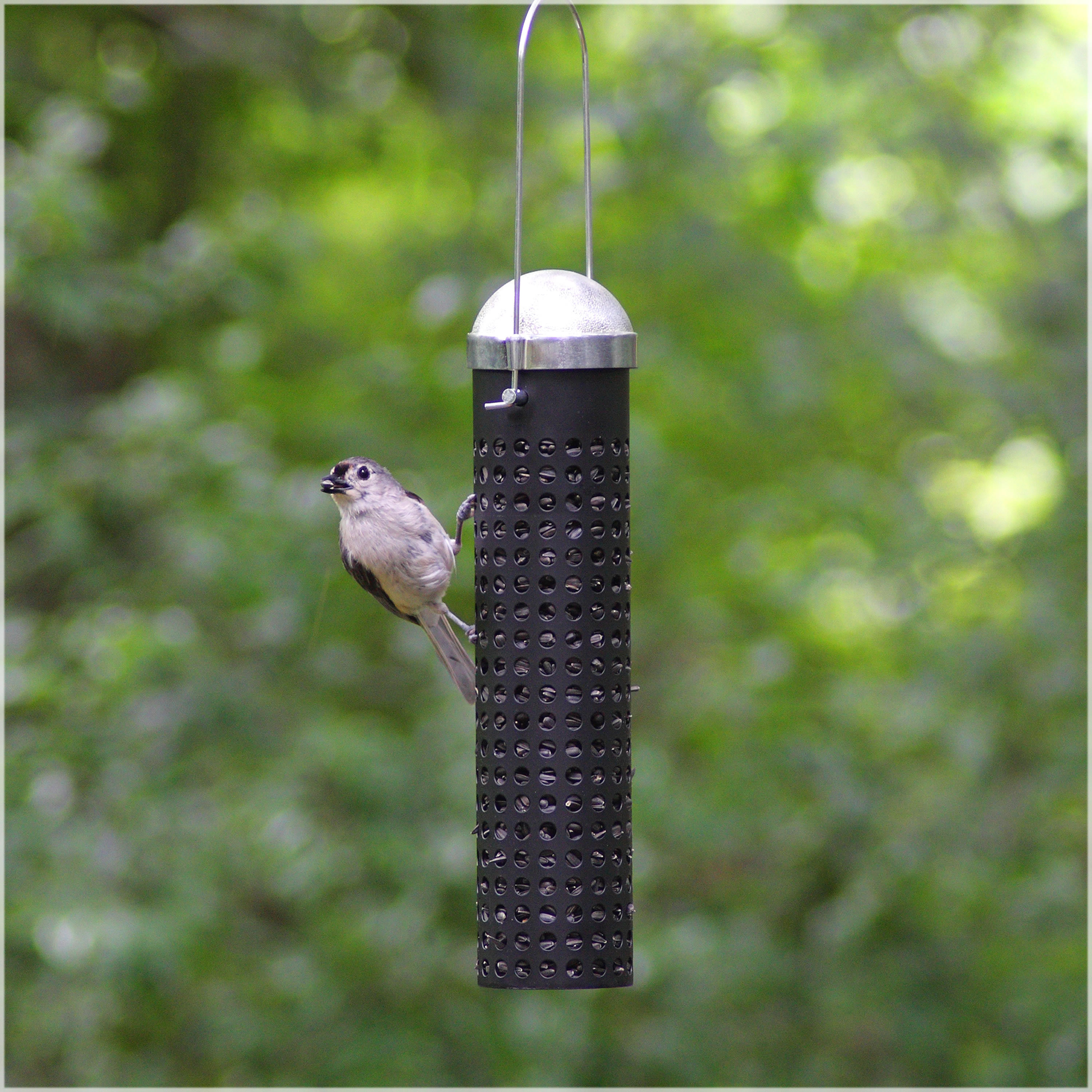 Bird Seed Feeder Wayfair