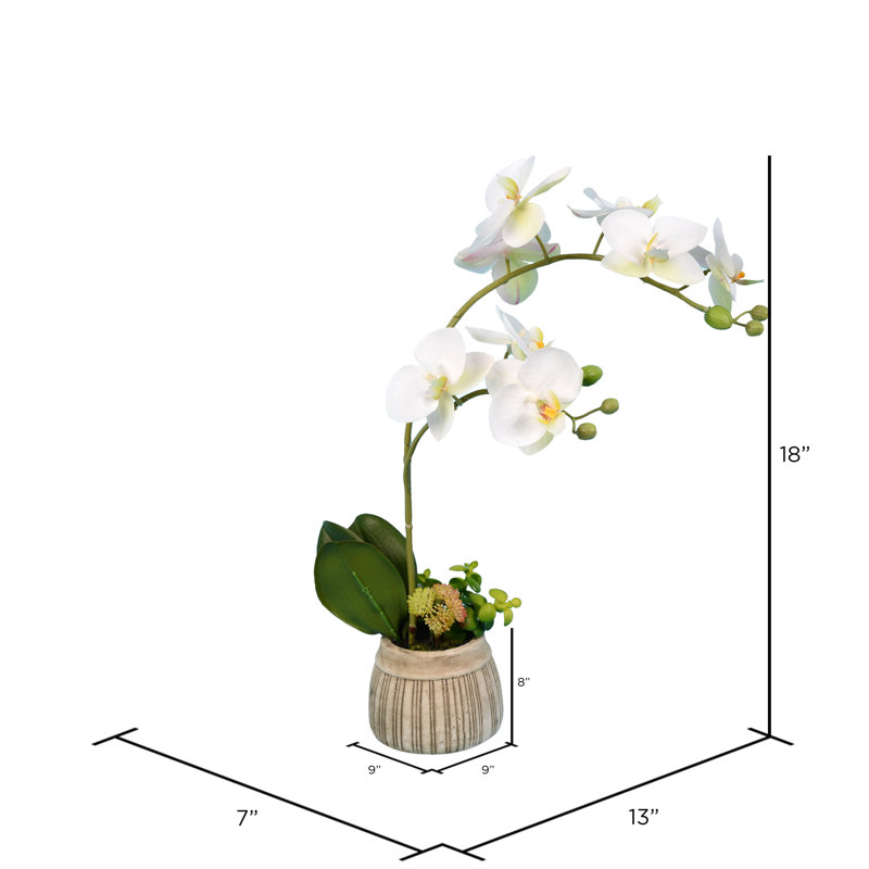 Mercer41 Orchids Floral Arrangements And Centerpieces In Pot Reviews Wayfair