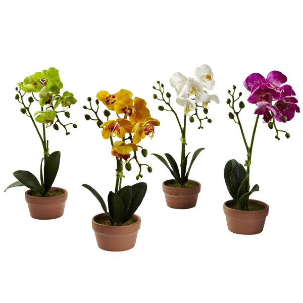 Orchid Clay Pots Wayfair