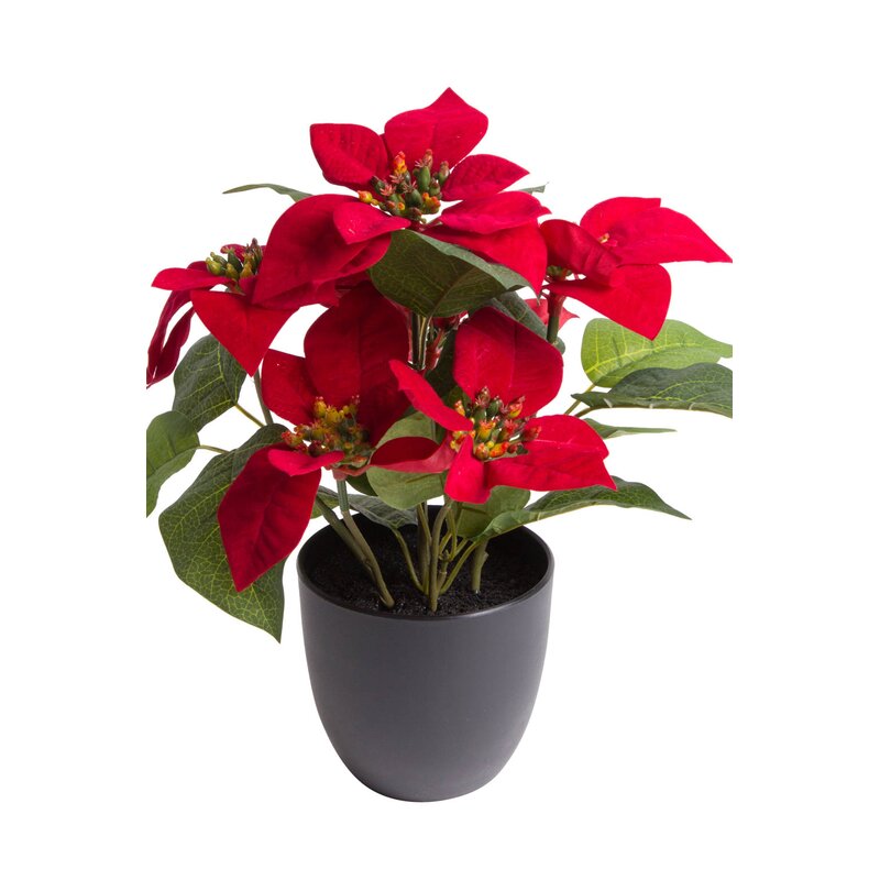 The Seasonal Aisle Poinsettia Floral Arrangements in Pot | Wayfair.co.uk