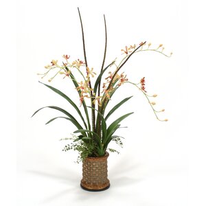 Gold Vanda Orchids with Mixed Foliage in Cylinder Planter