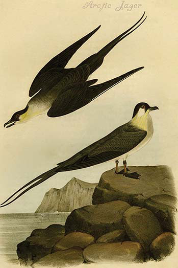 Buyenlarge Arctic Jager By John James Audubon Unframed Graphic Art Print Wayfair