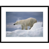 Painting Dog Shaking Water Wayfair