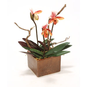 Rust, White Lady Slipper in Square Autumn Planter