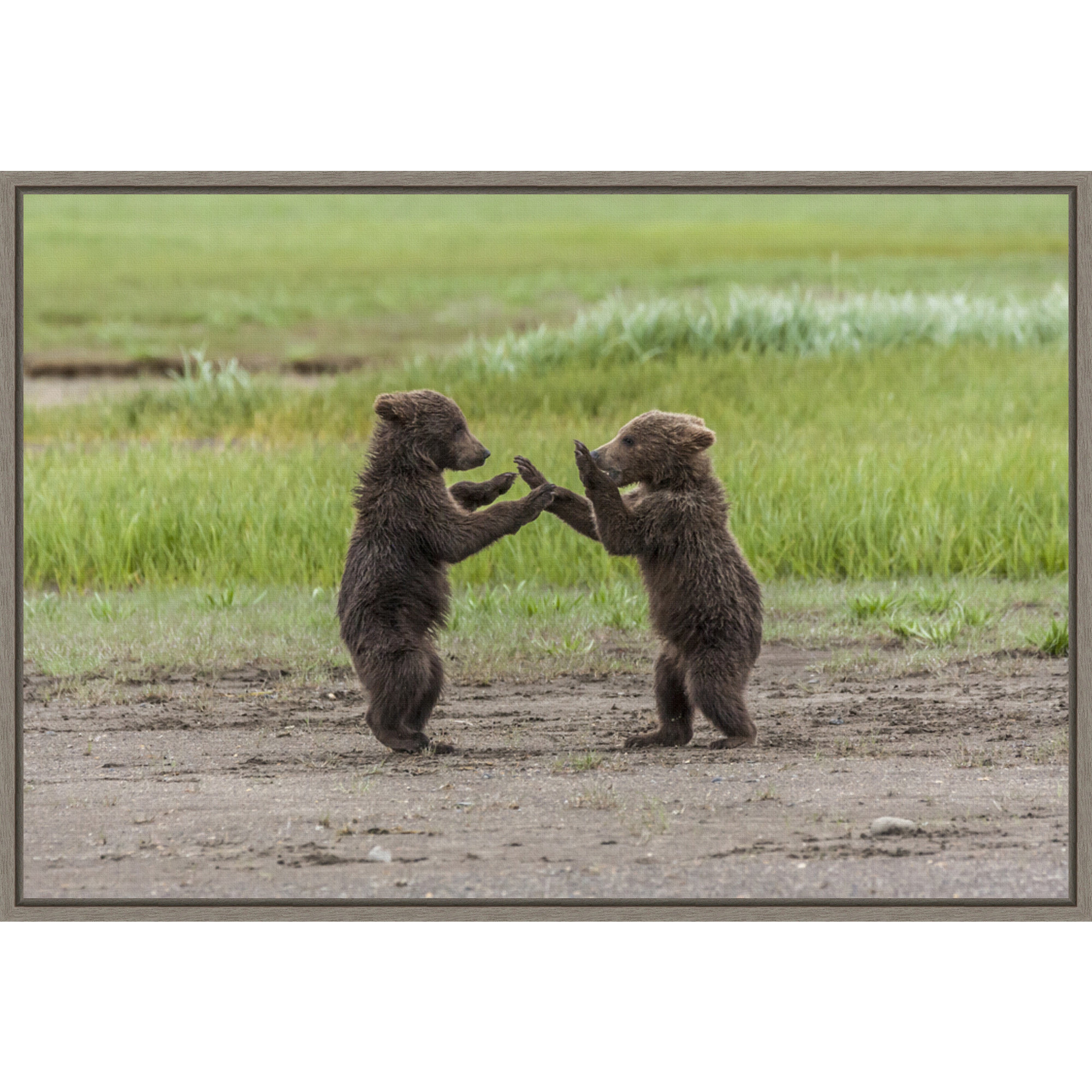 Millwood Pines Twin Grizzly Bear Cubs Playing By Frank Zurey Danita Delimont Floater Frame Photograph Print On Canvas Wayfair