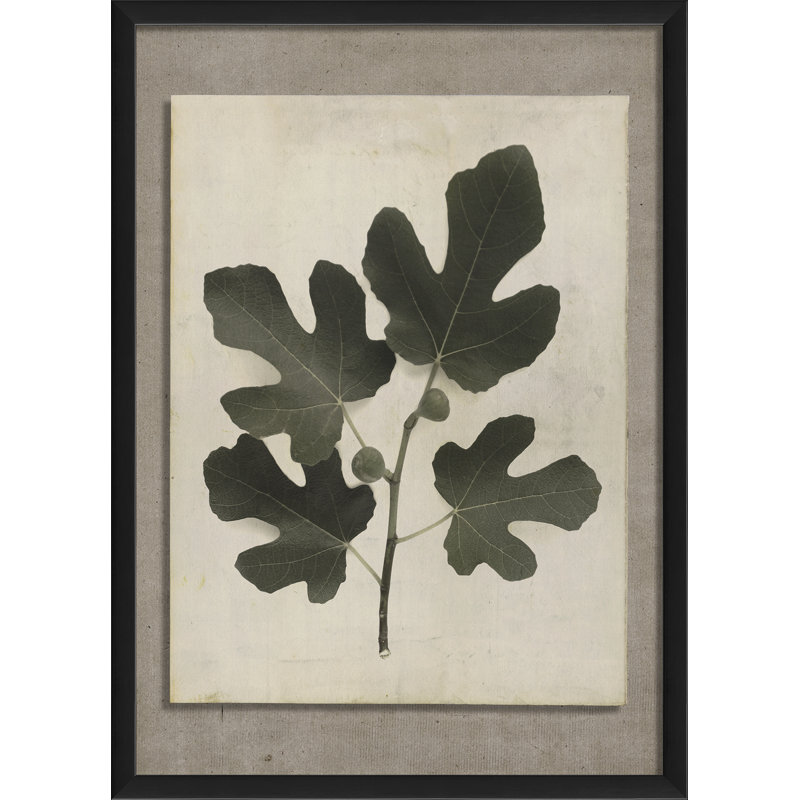 Fig Branch Framed Photographic Print