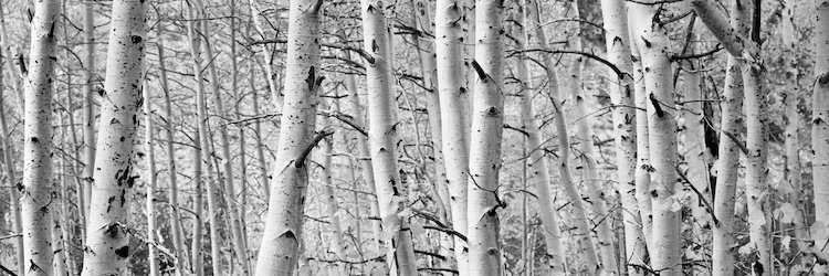 Loon Peak Aspen Trees In A Forest Wall Art On Wrapped Canvas