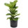 Fiddle Leaf Fig Plant