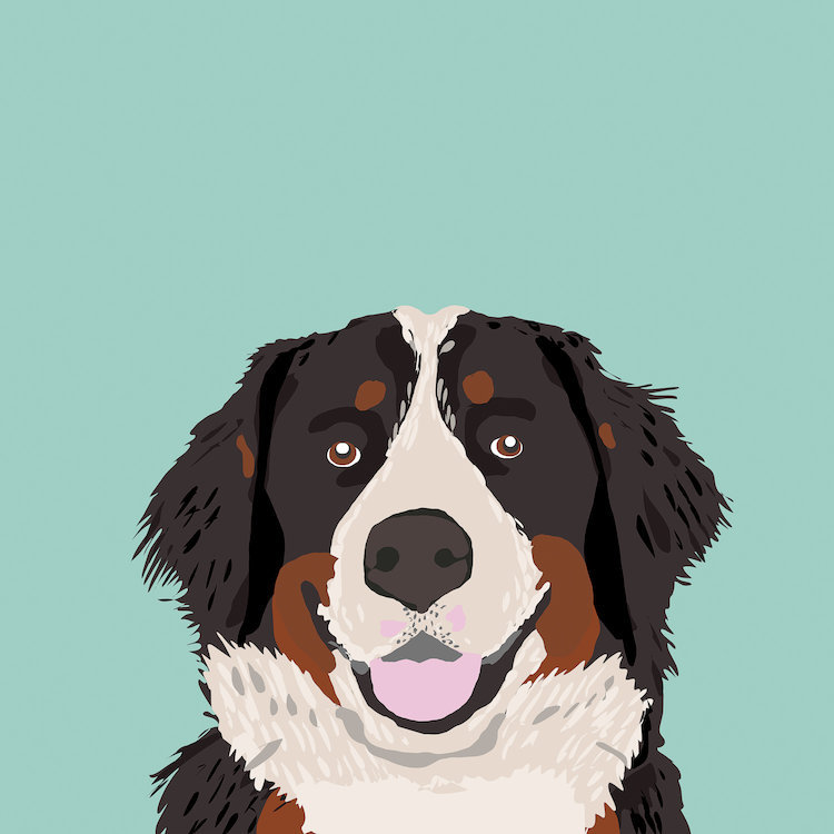 forest oaks bernese mountain dogs