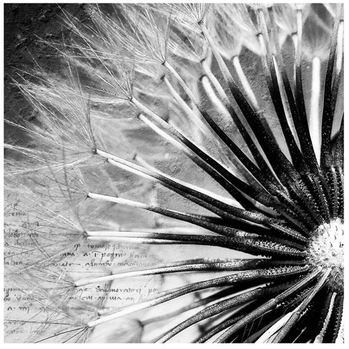 Dandelion 2.4m x 240cm Wallpaper East Urban Home