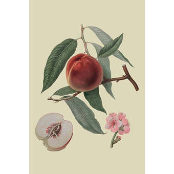 Galande Peach vintage art reproduction by Buyenlarge One of many rare and wonderful images brought forward in time I hope they bring you pleasure each and every time you look at them