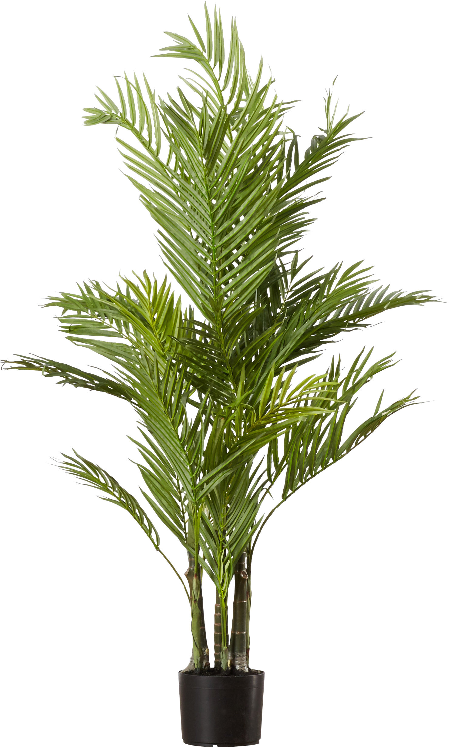 Areca Palm Tree In Pot Reviews Allmodern