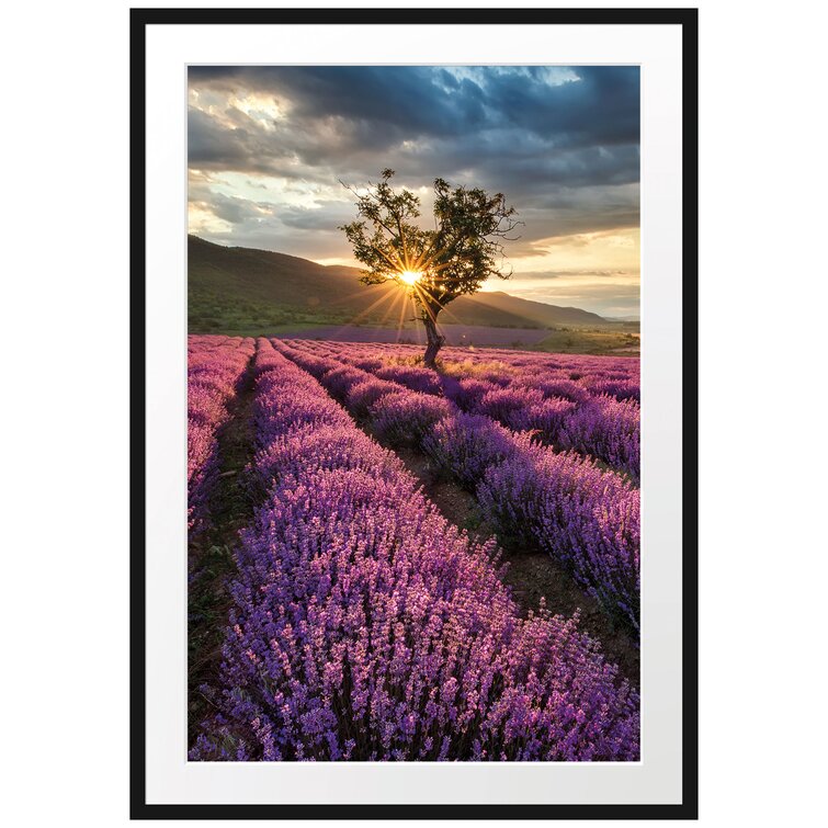 Leinwandbild Lavendelblüte in der Provence violett WANDBILD KEILRAHMEN DEKO 