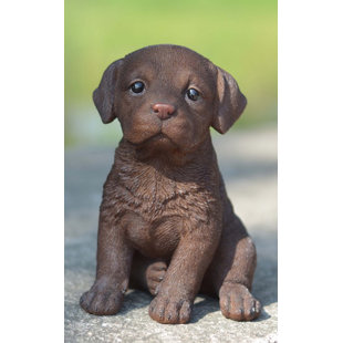 miniature chocolate labrador