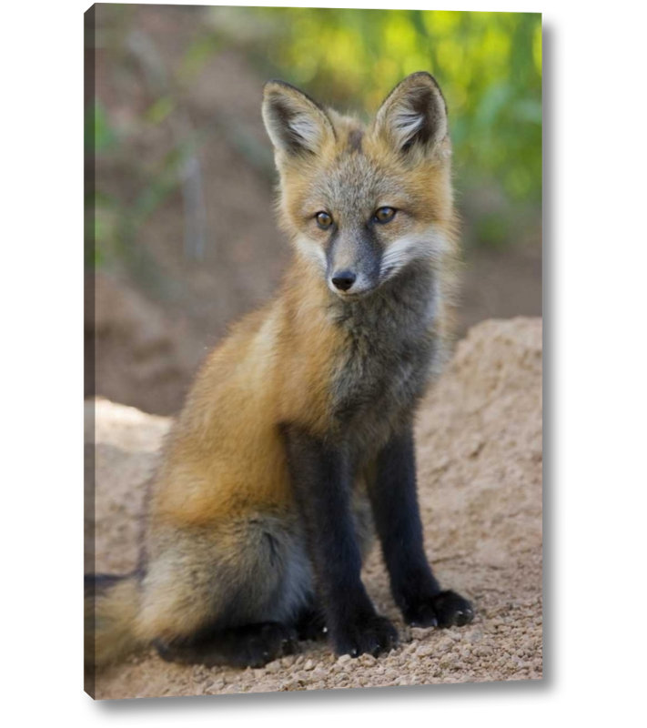 Millwood Pines Colorado Pike Nf Red Fox Kit Near Den Site Photographic Print On Wrapped Canvas Wayfair