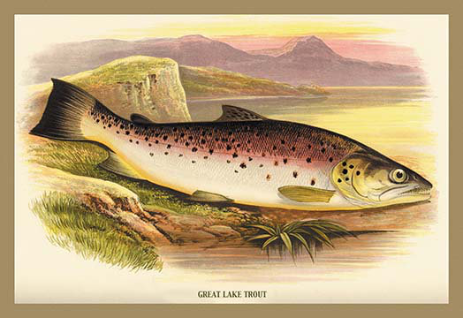 Buyenlarge Great Lake Trout By A F Lydon Framed Painting Print