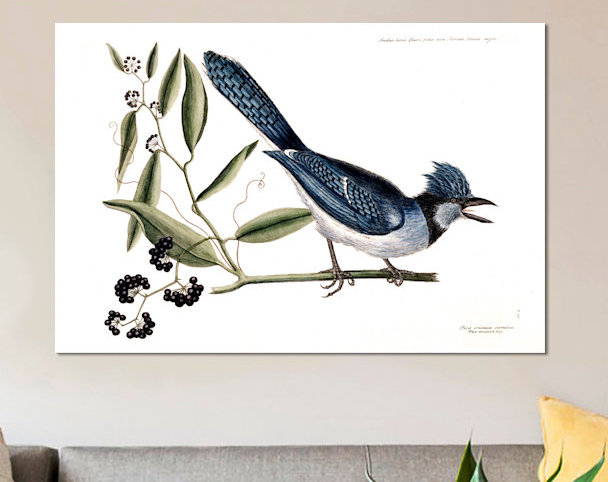 East Urban Home Catesby S Natural History Series Blue Jay Bay