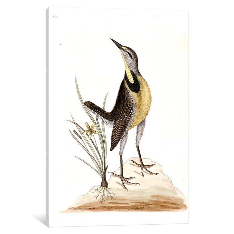 East Urban Home Catesby S Natural History Series Large Lark Little Yellow Starflower Painting Print On Canvas Wayfair