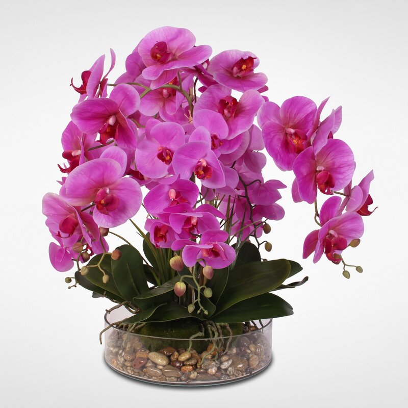 Brayden Studio® Phalaenopsis Orchids Floral Arrangement | Wayfair