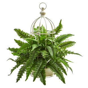 Outdoor Hanging Boston Fern Wayfair Boston Fern Artificial Plant In Decorative Cage