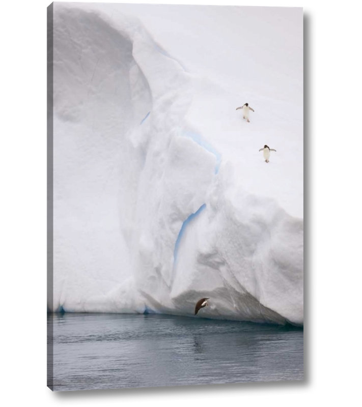 World Menagerie Antarctica Adelie Penguin Diving Off An Iceberg Photographic Print On Wrapped Canvas Wayfair
