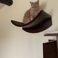 cleopatra leaf cat perch