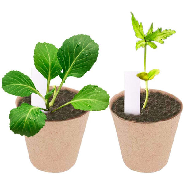 Peat pots Garden seeding Nursery Compostable Biodegradable Round Plant Starter