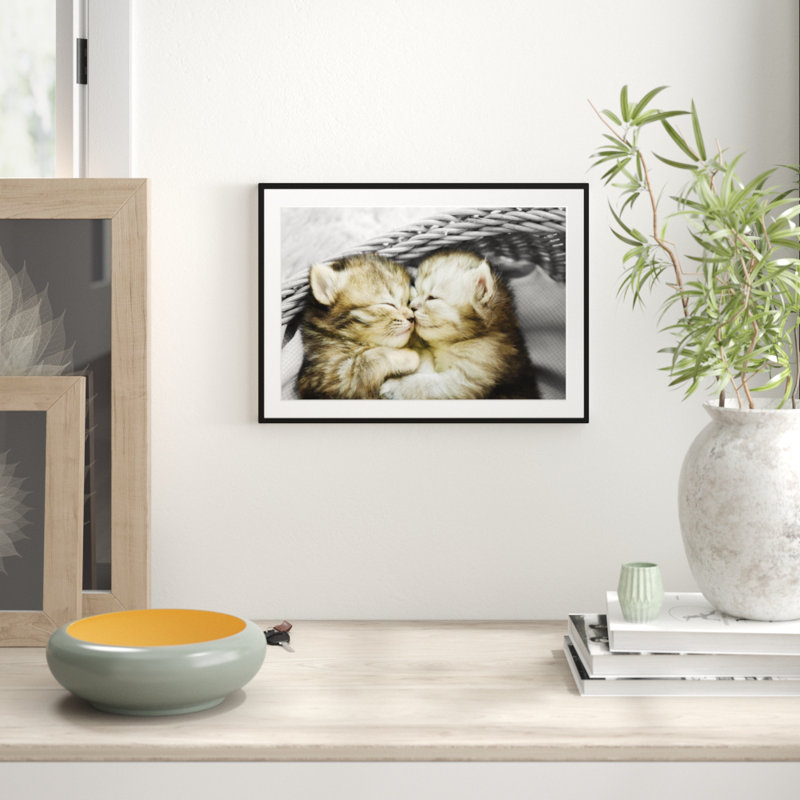 sГјГџe baby katzen sГјГџe baby katzen