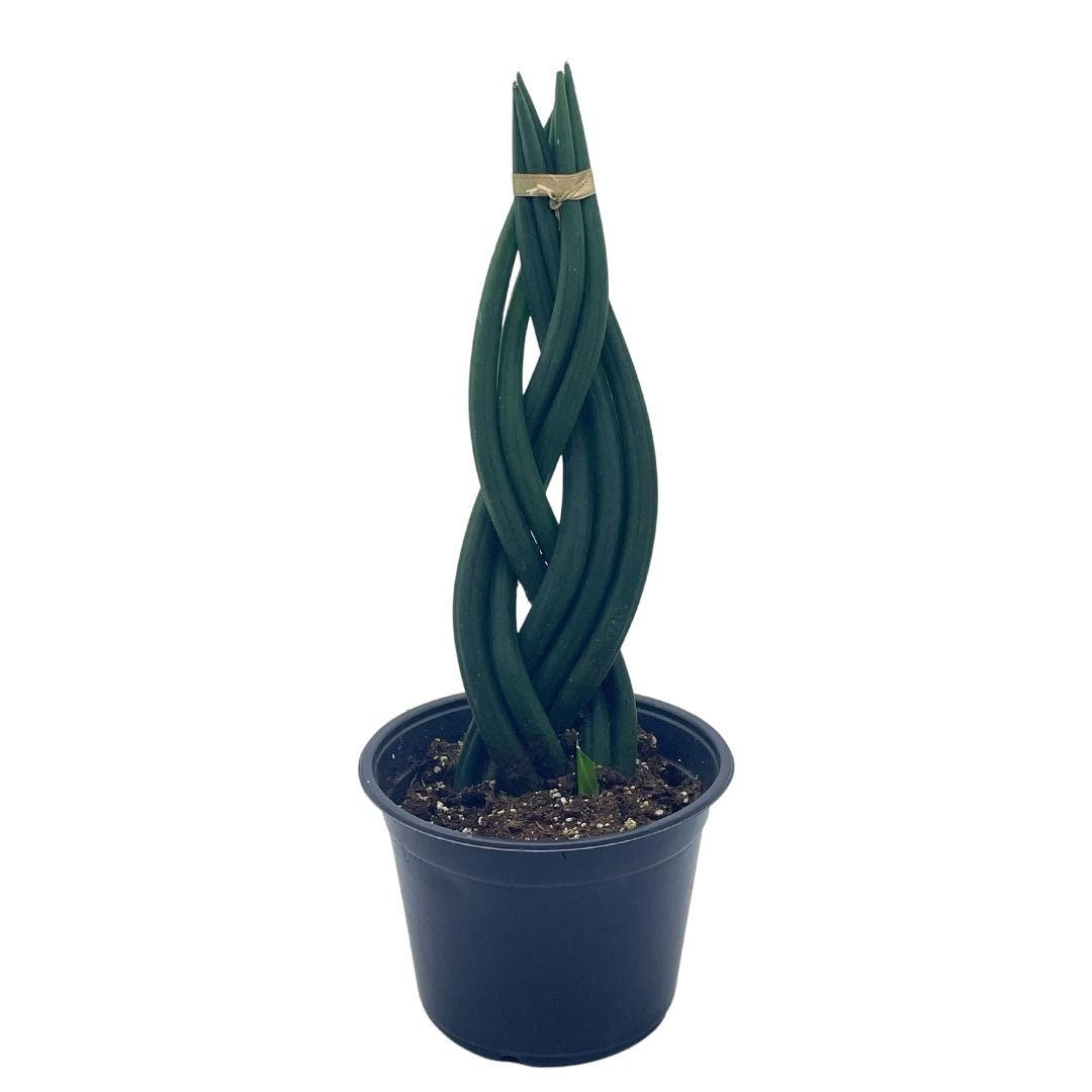 Florida House Plants Live Sansevieria Low Maintenance Plant in Pot