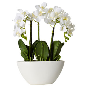 Phalaenopsis Silk Flowers in Pot